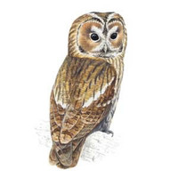 list icon