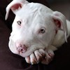 list icon