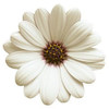 list icon