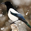 list icon
