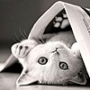 list icon