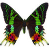 list icon