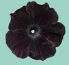 list icon