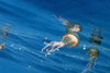 list icon