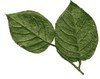 list icon
