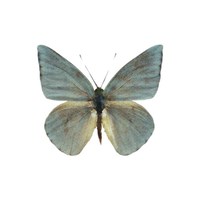 list icon