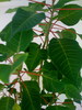 list icon