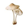 list icon