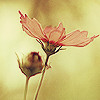 list icon