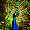 list icon