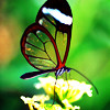 list icon
