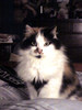 list icon