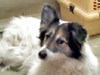 list icon