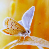 list icon