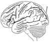 list icon