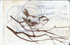 list icon