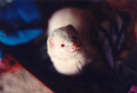 list icon