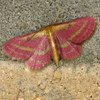 list icon