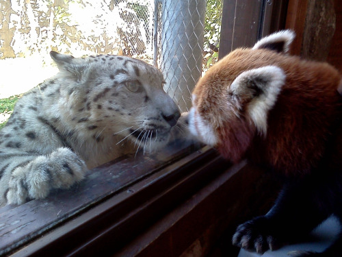 red panda predators and prey